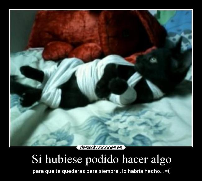 carteles mascotas animales amor muerte desmotivaciones