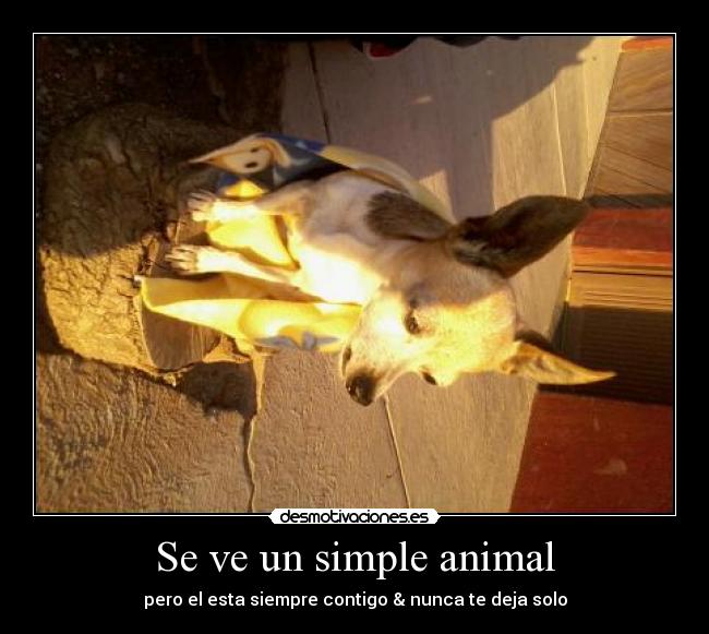 Se ve un simple animal - 