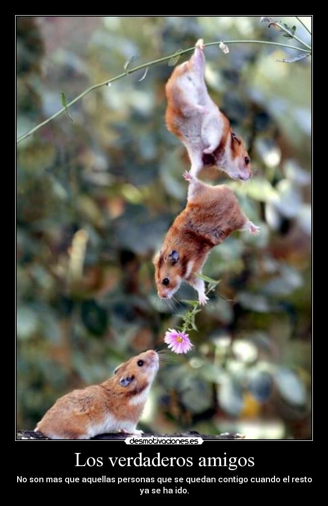 Los verdaderos amigos - No son mas que aquellas personas que se quedan contigo cuando el resto
ya se ha ido.