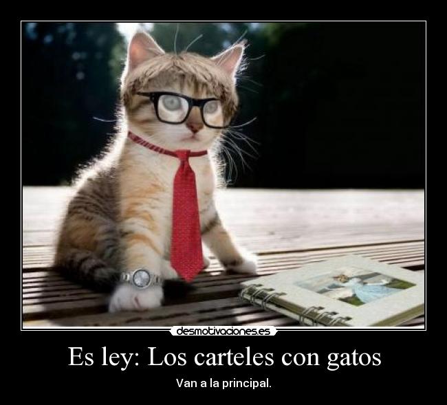 Es ley: Los carteles con gatos - Van a la principal.