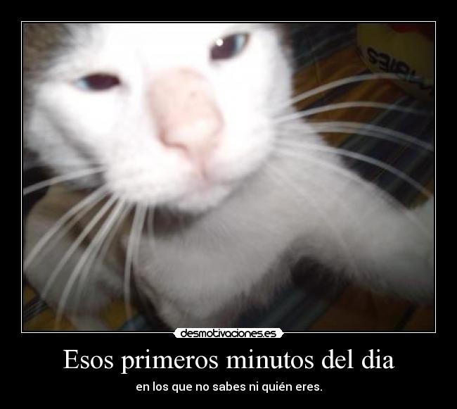 carteles gatito enano desmotivaciones