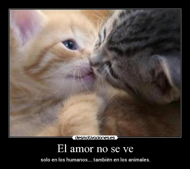 carteles amor gatos dandose beso desmotivaciones