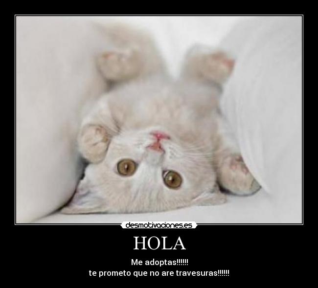 HOLA - Me adoptas!!!!!!
te prometo que no are travesuras!!!!!!