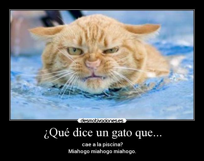¿Qué dice un gato que... - 