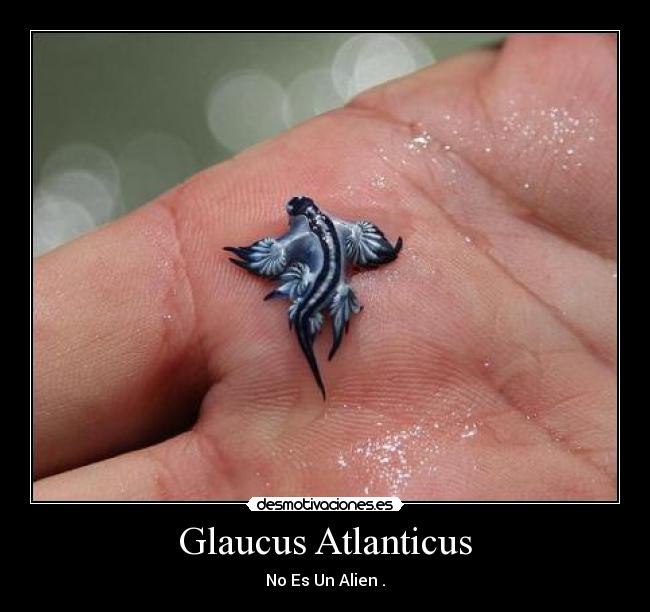 Glaucus Atlanticus -