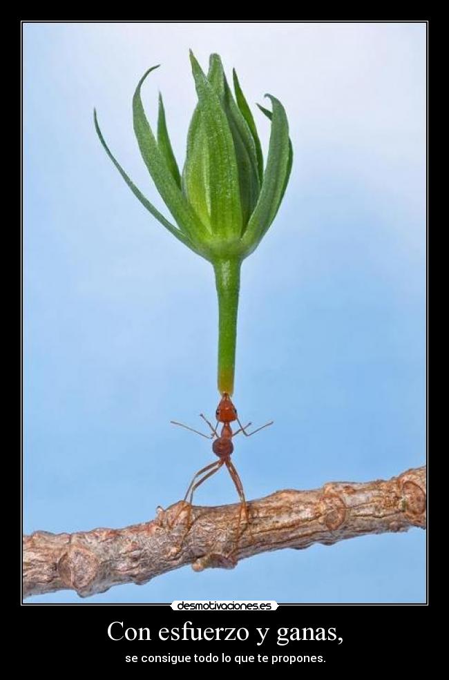 Con esfuerzo y ganas, -
