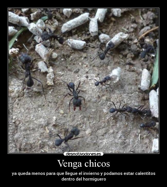 Venga chicos - ya queda menos para que llegue el invierno y podamos estar calentitos
dentro del hormiguero