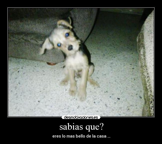 sabias que? - 