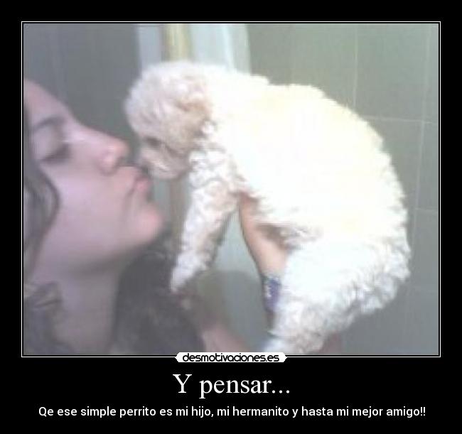 carteles perrito desmotivaciones