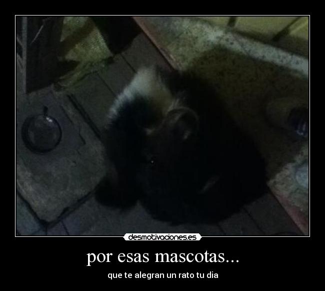 por esas mascotas... -