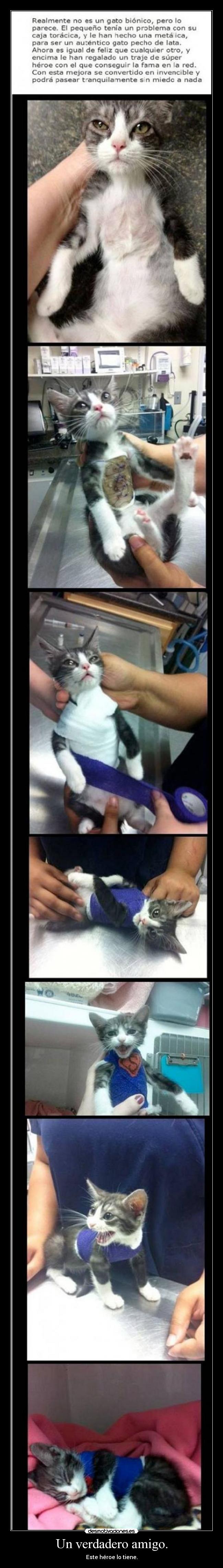 carteles gatosbionico esperanza humanidad amor desmotivaciones