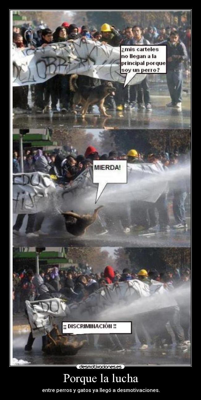 Porque la lucha - entre perros y gatos ya llegó a desmotivaciones.