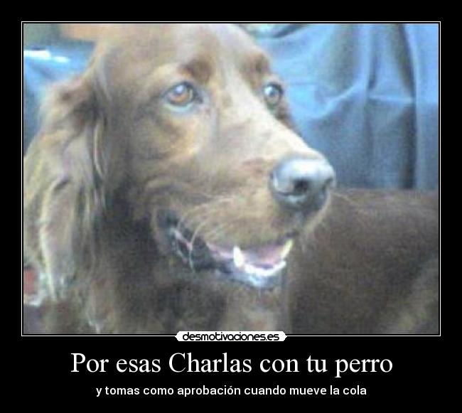 carteles perro desmotivaciones