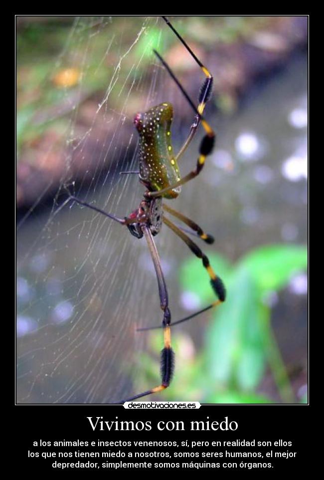 Vivimos con miedo - a los animales e insectos venenosos, sí, pero en realidad son ellos
los que nos tienen miedo a nosotros, somos seres humanos, el mejor
depredador, simplemente somos máquinas con órganos.