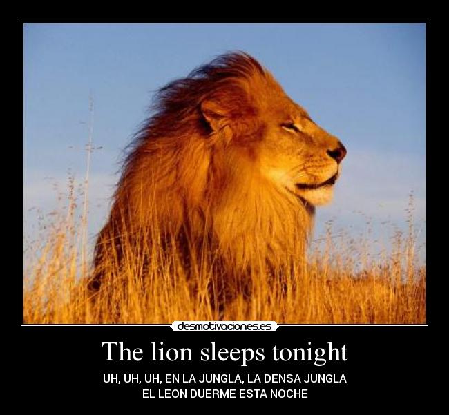 The lion sleeps tonight - 