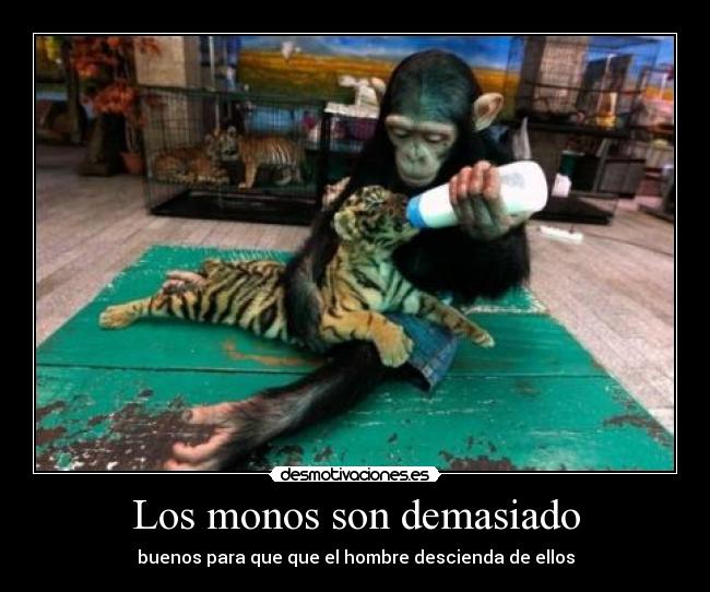 Los monos son demasiado - buenos para que que el hombre descienda de ellos