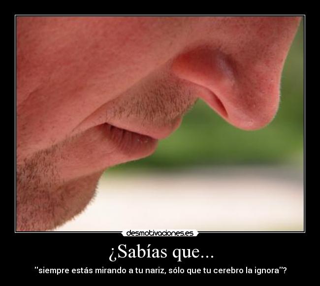 ¿Sabías que... - siempre estás mirando a tu nariz, sólo que tu cerebro la ignora?