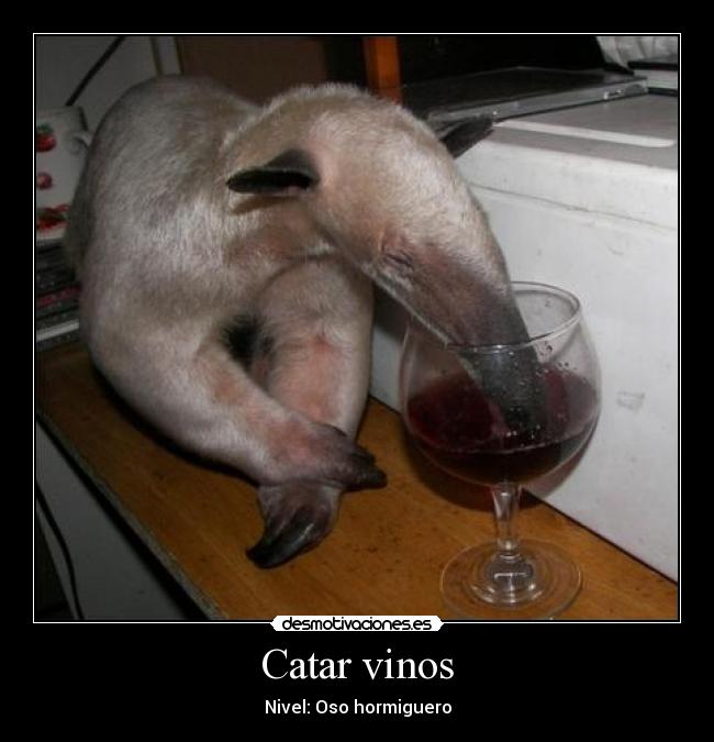 Catar vinos - Nivel: Oso hormiguero