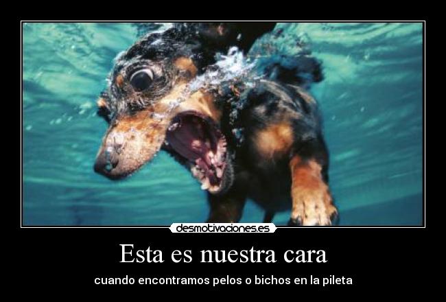 carteles pelos pileta cara sapo hormiga etc desmotivaciones