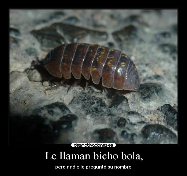 Le llaman bicho bola, - pero nadie le preguntó su nombre.