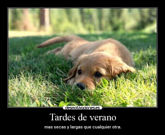 Tardes de verano - 