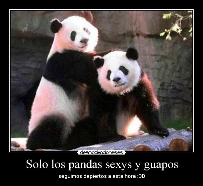 Solo los pandas sexys y guapos -