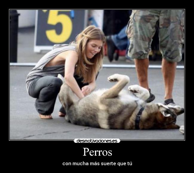 Perros - con mucha más suerte que tú
