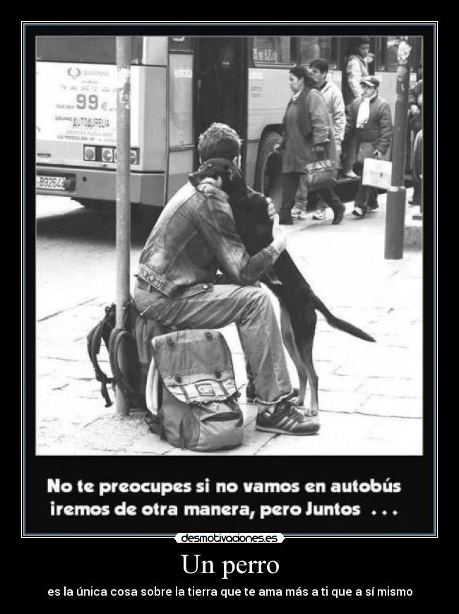 Un perro - 