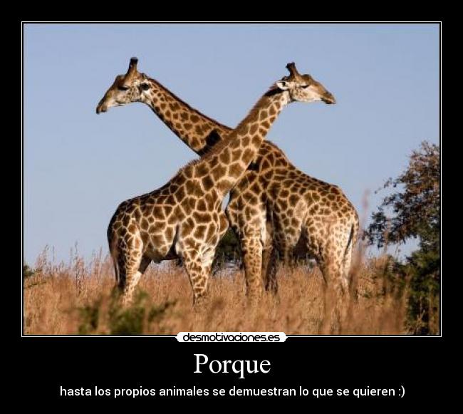 Porque - hasta los propios animales se demuestran lo que se quieren :)