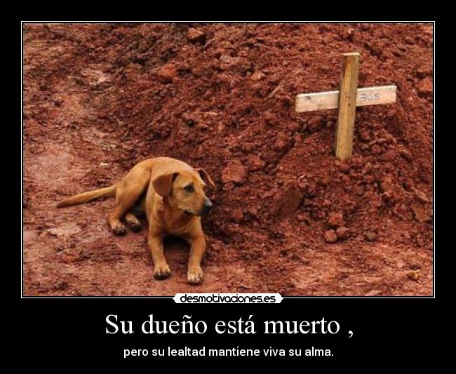 Su dueño está muerto , -