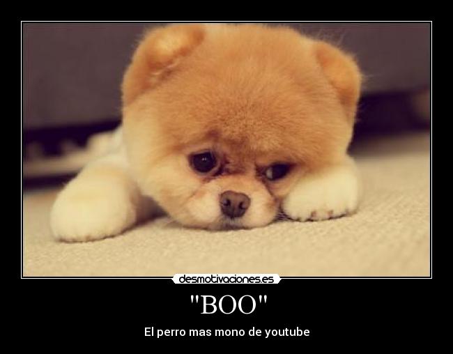 BOO - El perro mas mono de youtube