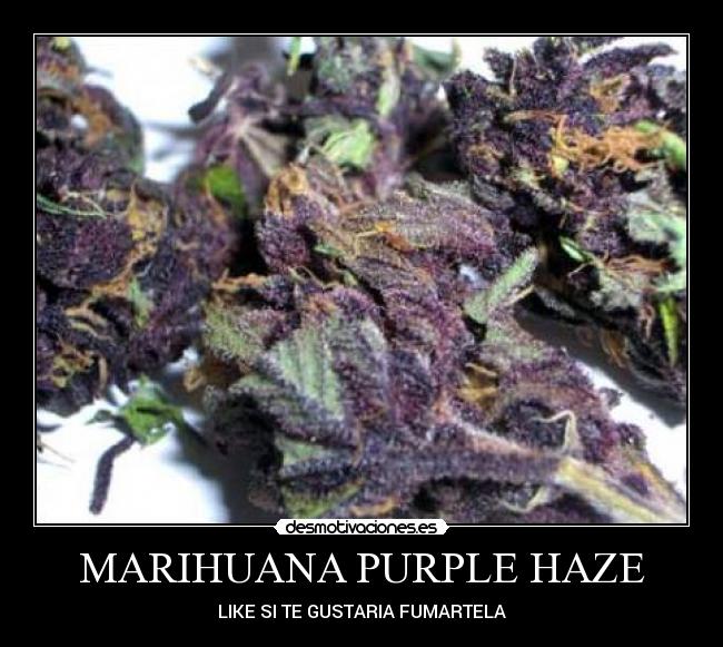MARIHUANA PURPLE HAZE -