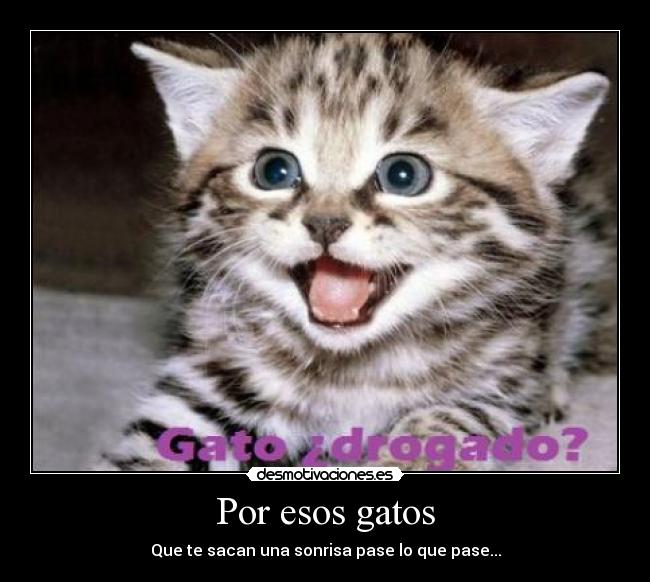 carteles gatos az23ajaxvp desmotivaciones