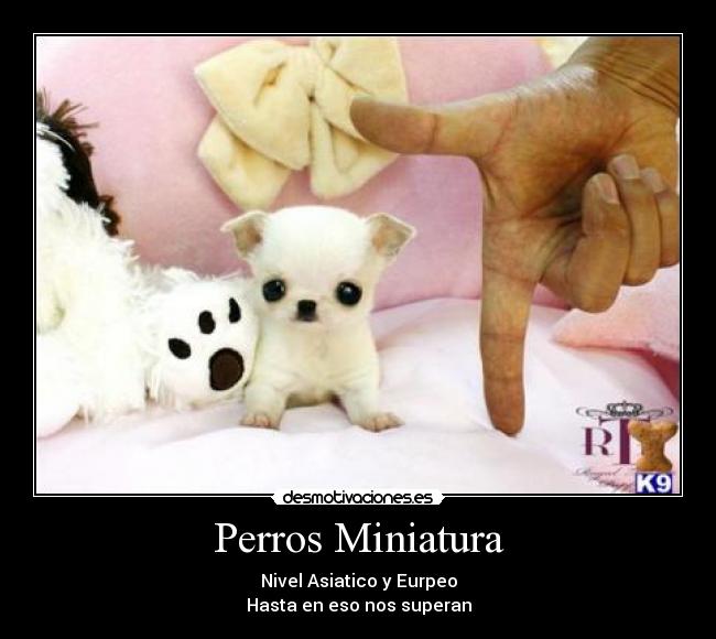 carteles perritos miniatura desmotivaciones