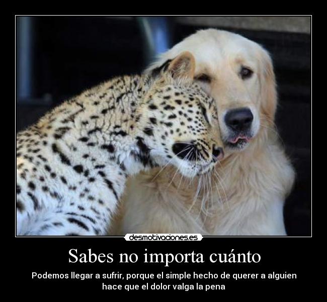 Sabes no importa cuánto - Podemos llegar a sufrir, porque el simple hecho de querer a alguien
hace que el dolor valga la pena