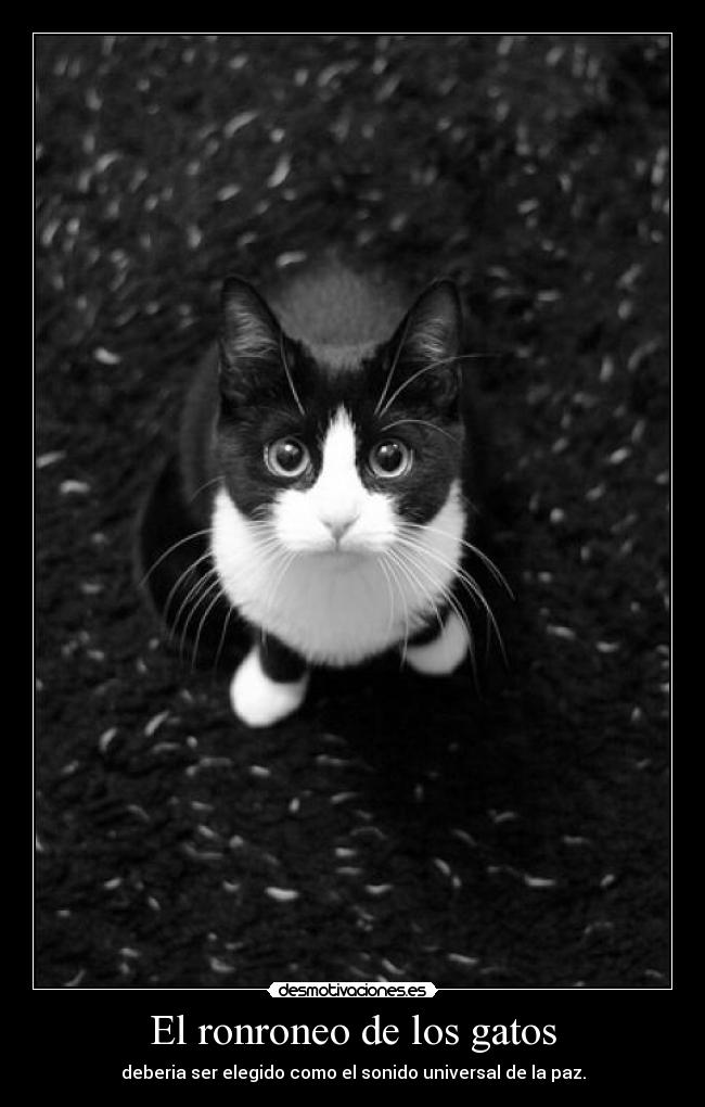 carteles gatos gatos paz desmotivaciones