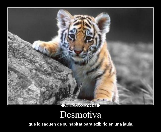 Desmotiva - que lo saquen de su hábitat para exibirlo en una jaula.