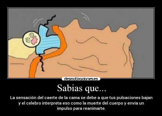 Sabias que... - La sensación del caerte de la cama se debe a que tus pulsaciones bajan
y el celebro interpreta eso como la muerte del cuerpo y envía un
impulso para reanimarte.