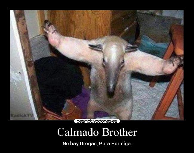 Calmado Brother - No hay Drogas, Pura Hormiga.