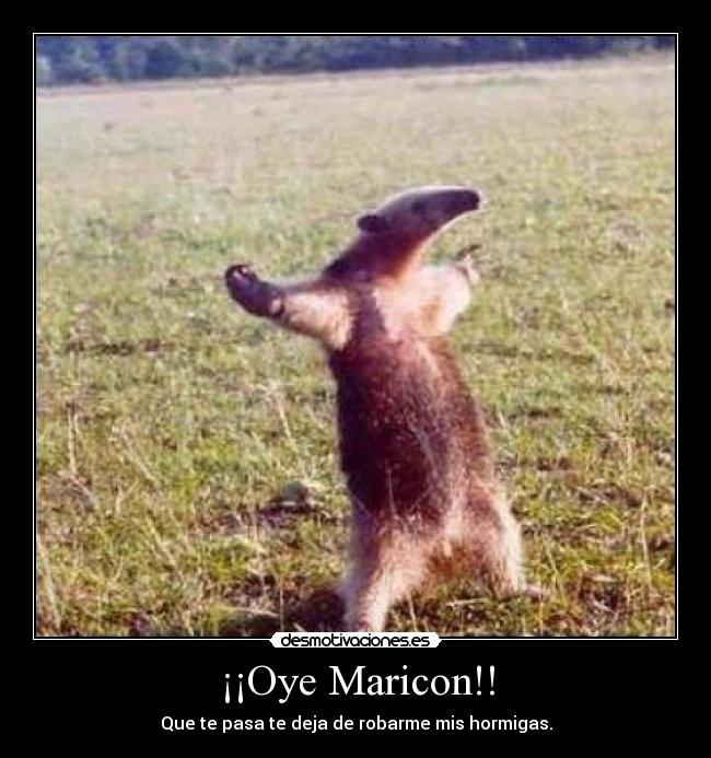 ¡¡Oye Maricon!! - Que te pasa te deja de robarme mis hormigas.