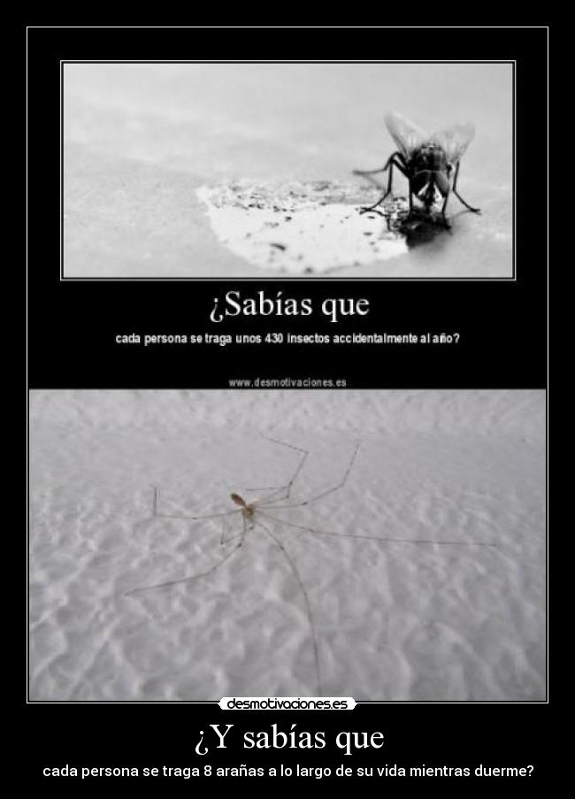 ¿Y sabías que - cada persona se traga 8 arañas a lo largo de su vida mientras duerme?