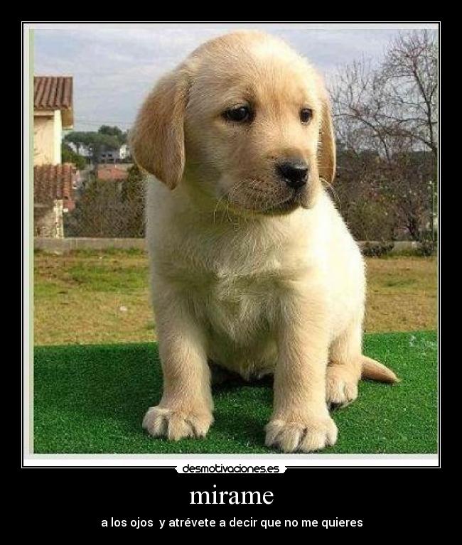 carteles perrito primabera desmotivaciones