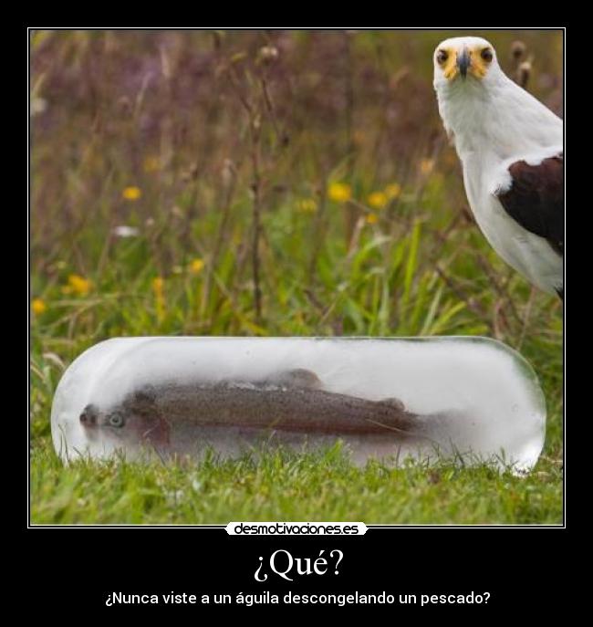 ¿Qué? - 