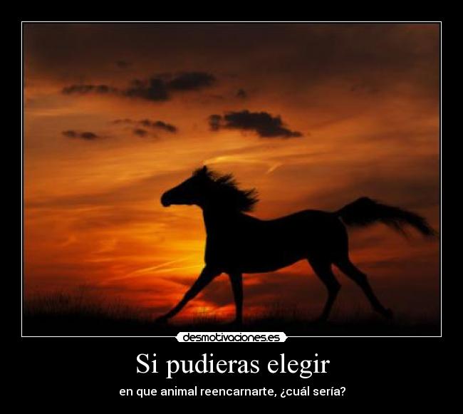 Si pudieras elegir -