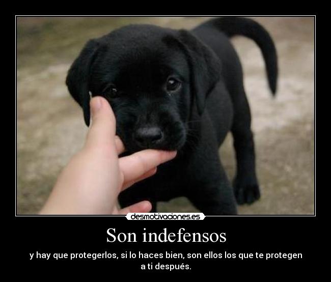 Son indefensos - y hay que protegerlos, si lo haces bien, son ellos los que te protegen a ti después.