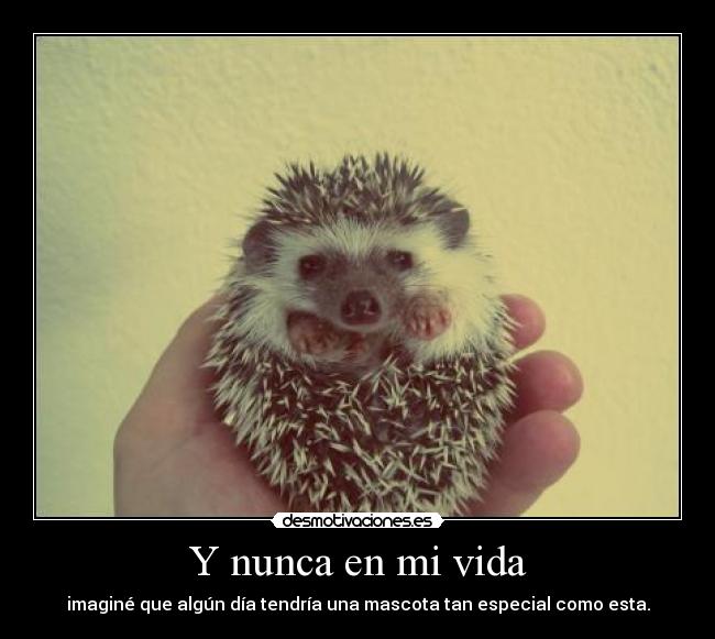 Y nunca en mi vida - 