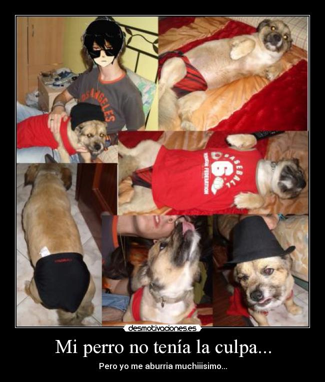 Mi perro no tenía la culpa... -
