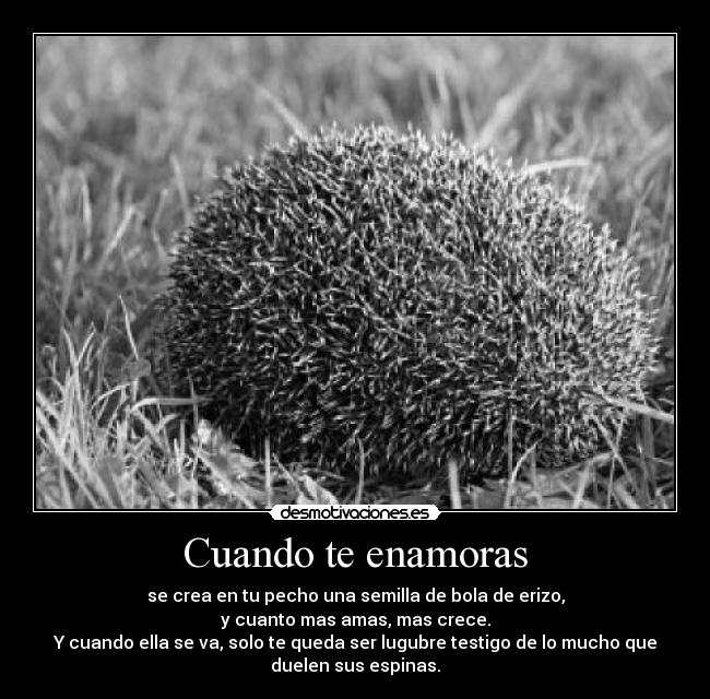Cuando te enamoras - se crea en tu pecho una semilla de bola de erizo,
y cuanto mas amas, mas crece.
Y cuando ella se va, solo te queda ser lugubre testigo de lo mucho que
duelen sus espinas.