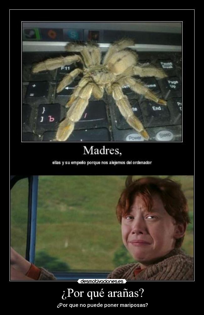 ¿Por qué arañas? - ¿Por que no puede poner mariposas?