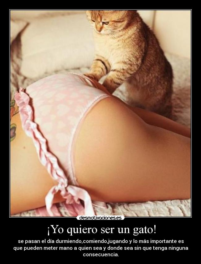 ¡Yo quiero ser un gato! -